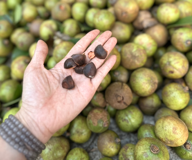 Trái sở sau khi được thu hoạch, lấy hạt phơi khô có thể ép ra dầu. Dầu sở là một loại đồ ăn dầu giá trị dinh dưỡng, có mùi thơm đặc trưng khi chế biến với các món ăn.