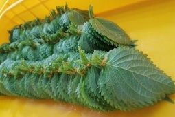 Tin tức sức khỏe - Loại lá ví như " hồi sinh phổi" ở Nhật cực đắt đỏ nhưng ở Việt Nam “rẻ như cho”