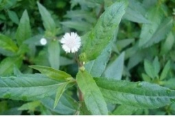 "Thảo dược quý" thường mọc dại ven đường lại có công dụng đáng kinh ngạc