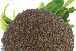 Ai bị mỡ máu cứ dùng hạt này, chỉ 5 nghìn một nắm, từ lá đến rễ đều là thuốc quý