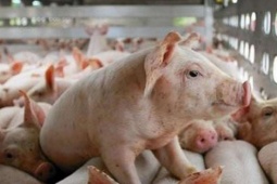 Thị trường lợn hơi không còn mốc giá 70.000 đồng/kg khi Tết gần kề, điều gì đang xảy ra?