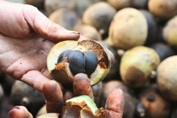 Loại quả xưa rụng đầy sân không ai ngó ngàng, nay thành đặc sản được săn lùng, ép dầu giá 300.000 đồng/lít