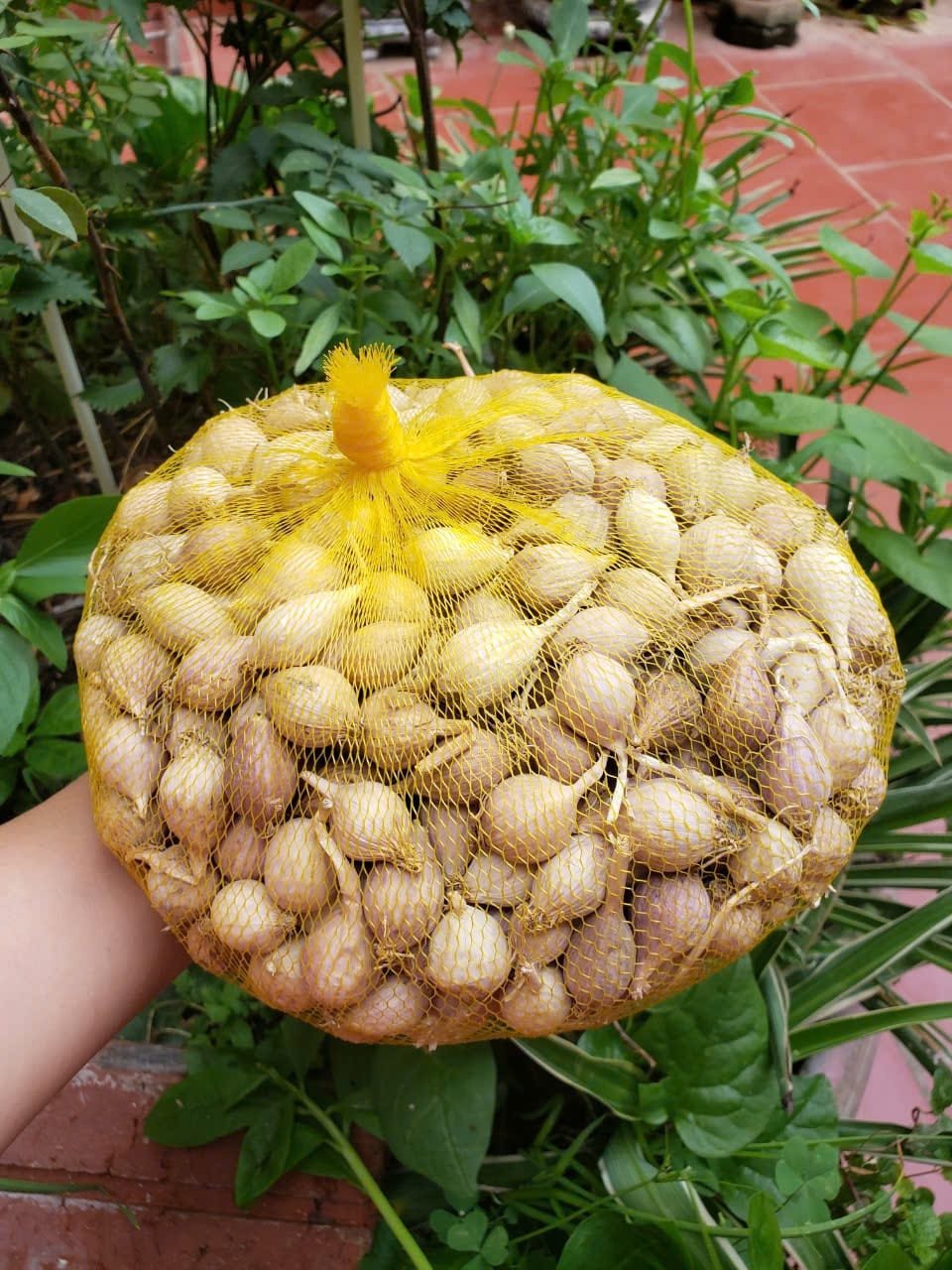 Do tất cả các tinh chất của cây đều tập trung vào một nhánh tỏi nên tỏi cô đơn Phù Yên dù chỉ to bằng ngón tay út nhưng rất nhiều tinh dầu. Ảnh: Nguyễn Bắc Trà