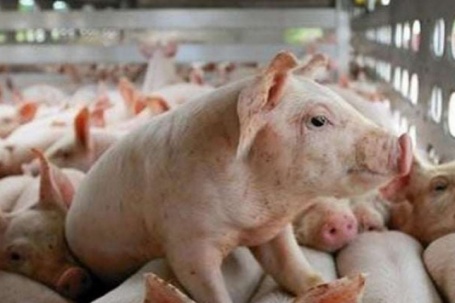 Thị trường lợn hơi không còn mốc giá 70.000 đồng/kg khi Tết gần kề, điều gì đang xảy ra?