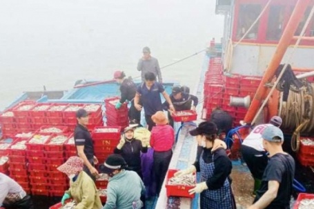 Trúng đậm mẻ cá lú, bán vội cũng đút túi 700 triệu đồng, ngư dân Nghệ An còn được tặng cờ thi đua ngay tại cảng