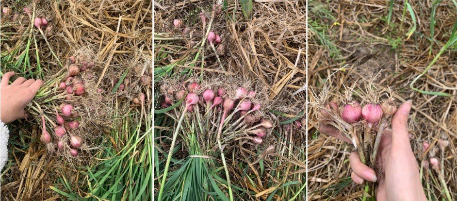 Là giống tỏi đột biến nên tỏi cô đơn được thu hoạch tự nhiên, không thể tác động hay can thiệp bằng phân bón, chất kích thích... Nhờ đó, chúng được ưa chuộng vì sạch, lành. Ảnh: Nguyễn Bắc Trà