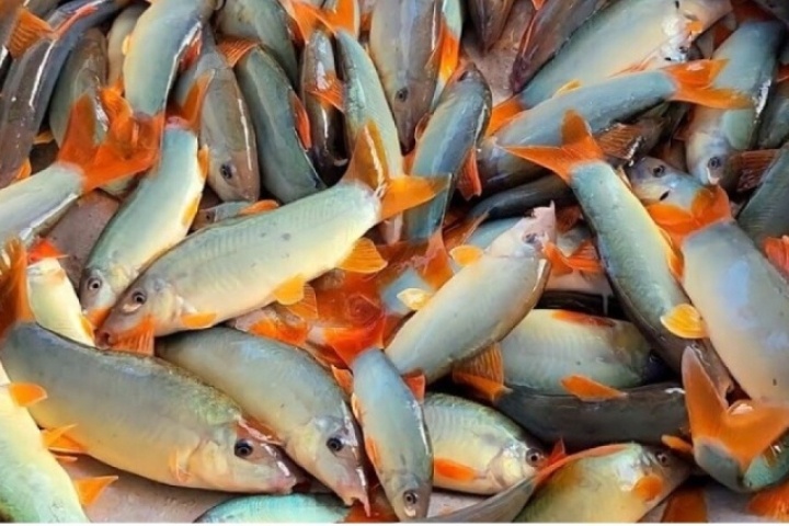 Cá heo mùa nước nổi có giá gần triệu đồng/kg, không phải ai cũng được thưởng thức