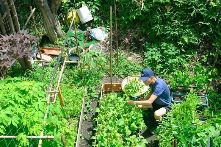 Chàng trai biến đất sau nhà ở Nhật thành vườn rau xanh mướt