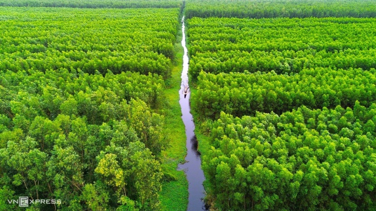 Vào mùa mưa, rừng tràm U Minh Hạ trải một màu xanh ngắt, dưới tán rừng là hệ thống kênh rạch chằng chịt với nhiều loài cá, lươn và sản vật tự nhiên. Đây cũng là thời điểm thợ rừng bắt đầu mùa đặt trúm lươn, một nghề mưu sinh gắn với đời sống người dân vùng rừng.