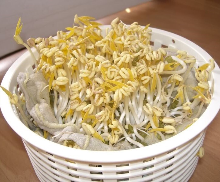 Giá đỗ tự trồng không đồng nghĩa với an toàn tuyệt đối