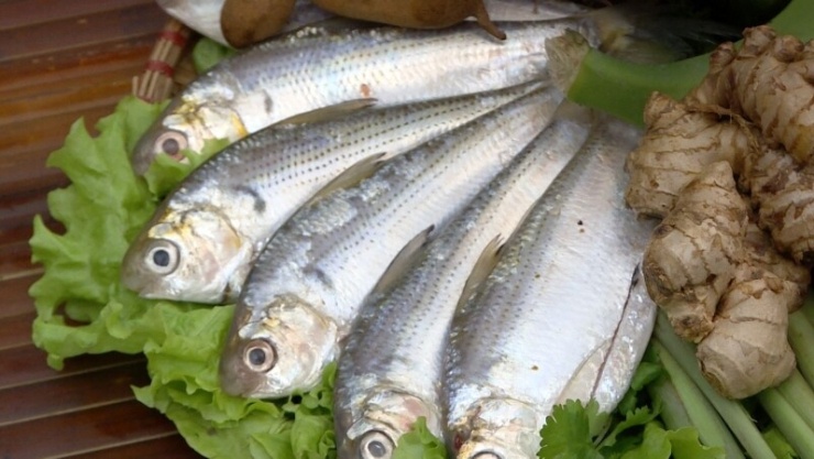 Cá mòi là loại cá biển nhỏ giàu protein và omega-3