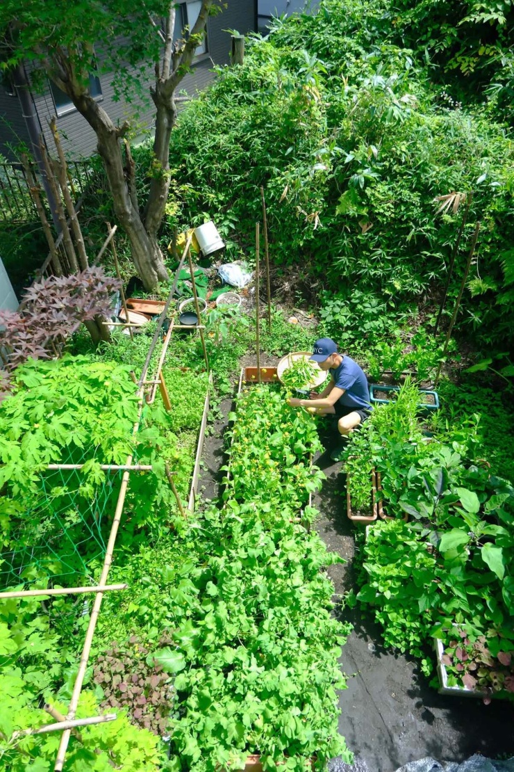 Chàng trai biến đất sau nhà ở Nhật thành vườn rau xanh mướt - 2