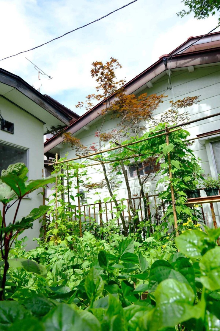 Chàng trai biến đất sau nhà ở Nhật thành vườn rau xanh mướt - 3