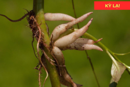Tin tức sức khỏe - Loại rau dại trước chỉ để cho lợn ăn, nay thành “đặc sản”, giúp đường tiểu thông thoáng, đi giải êm ru!