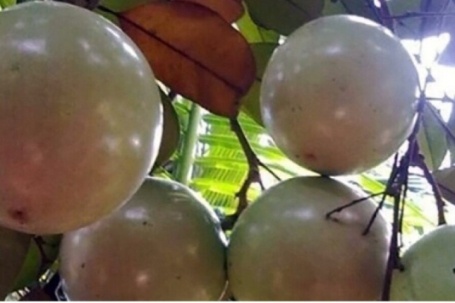 Quả đặc sản có tên nhạy cảm bán với giá 120.000 đồng/kg