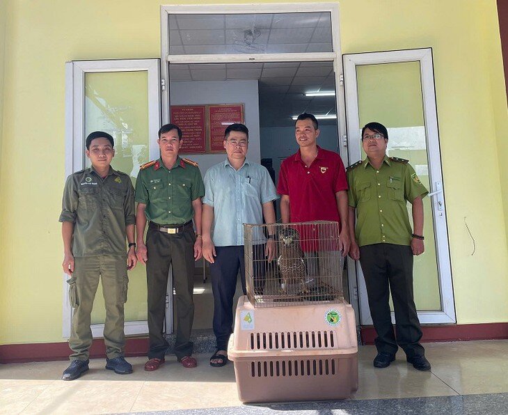 Công an xã Bảo Lâm 2 phối hợp với các cơ quan chức năng bàn giao cá thể diều hoa Miến Điện cho đại diện Vườn quốc gia Bù Gia Mập. Ảnh: CALĐ.
