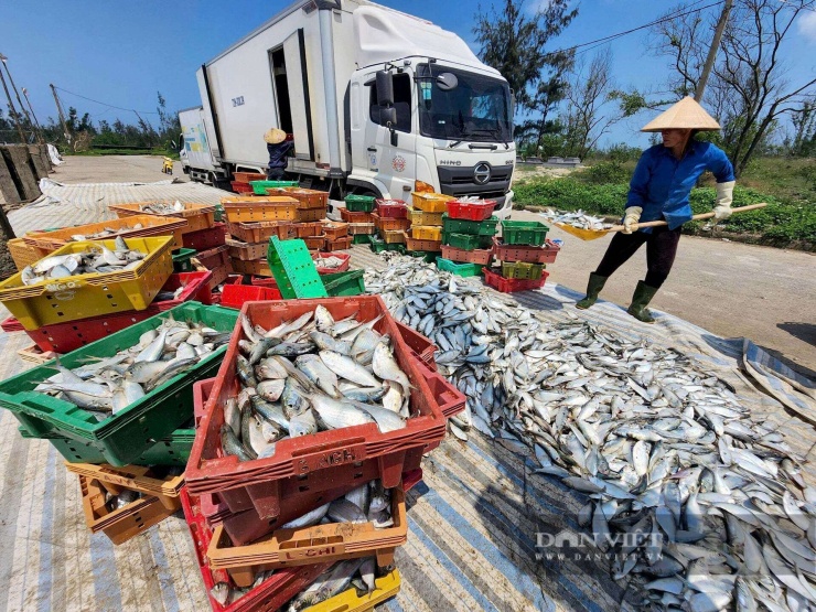 Các doanh nghiệp thu mua cá của các ngư dân ở Hà Tĩnh. Ảnh: Hồ Thoả