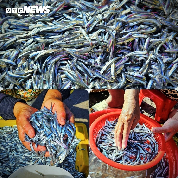 Anh Nguyễn Văn Xin (ngư dân tại làng chài Mỹ An, xã Phù Mỹ Đông) chia sẻ: “Đợt này khai thác chủ yếu là cá cơm than và cá cơm sọc than. Những sọt cá cơm lấp lánh bạc dưới ánh bình minh là loại cá cơm có chất lượng thịt ngon nhất, thân cá săn chắc, béo ngậy. Khi vào bờ, thương lái đã chờ sẵn với xe tải lạnh để thu mua ngay tại bến, vận chuyển đi giao cho các các cơ sở sản xuất nước mắm truyền thống trong tỉnh, phía Nam và Tây Nguyên”.