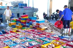 Ngư dân Đà Nẵng trúng đậm mùa cá bã trầu lớn nhất năm