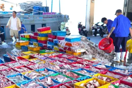 Ngư dân Đà Nẵng trúng đậm mùa cá bã trầu lớn nhất năm