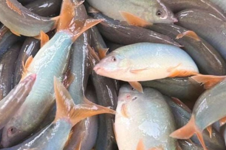 Của ngon vật lạ mùa nước nổi Đồng Tháp, loại cá đặc sản kêu khe khẽ này hễ nước lớn đến đâu cá to đến đó, hiếm có