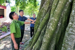 Ngắm cây thị cổ thụ 700 năm tuổi, thân ‘khủng’ ở Thanh Hóa