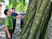 Ngắm cây thị cổ thụ 700 năm tuổi, thân ‘khủng’ ở Thanh Hóa
