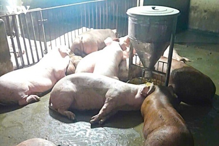 Sét đánh chết 50 con heo sắp xuất chuồng ở Nghệ An