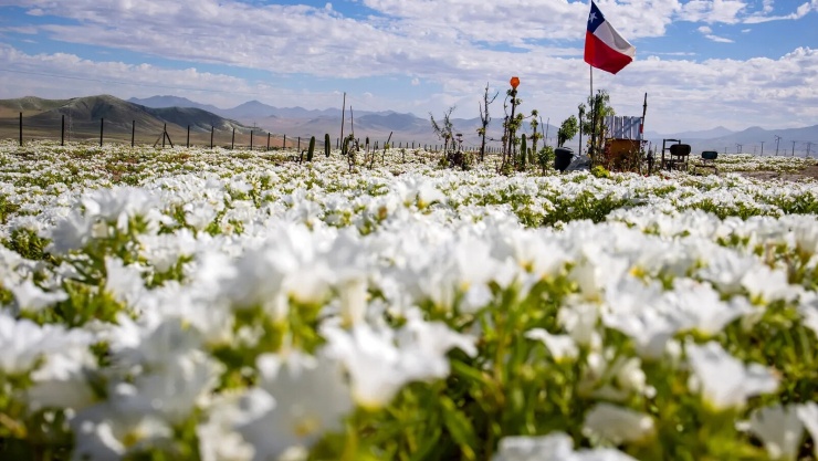 Biển hoa màu trắng đẹp như tiên cảnh ở sa mạc Atacama. Ảnh: Live Science