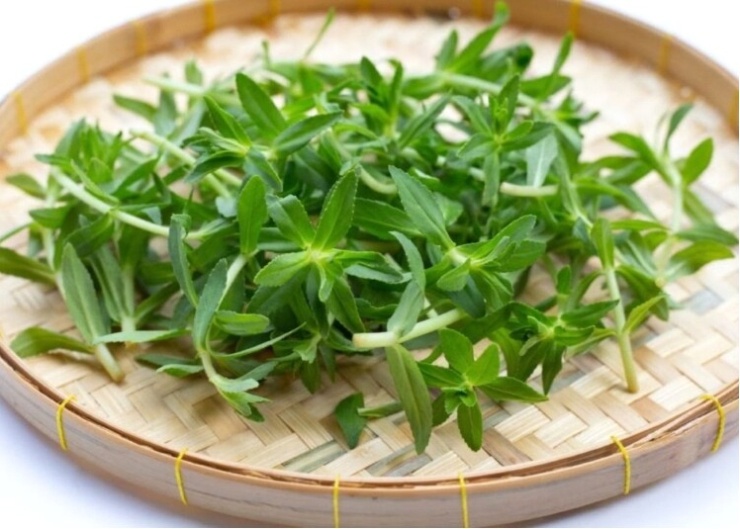 Ngò om (rau ngổ) còn là vị thuốc Đông y giàu dưỡng chất mang lại nhiều lợi ích sức khỏe kinh ngạc. (Ảnh: VTC News)