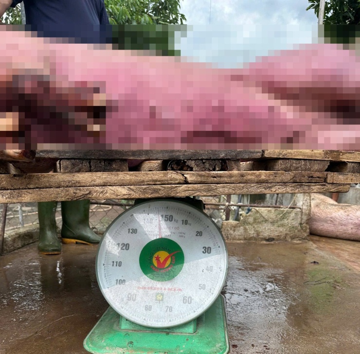 Cơ quan chức năng phát hiện 3 xe vận chuyển 280 con heo thịt dương tính với chất cấm Salbutamol, trong đó có 80 con heo thịt dương tính thêm với vi rút dịch tả heo Châu Phi.