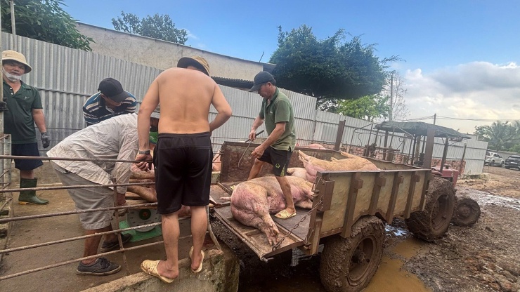 Các chủ trang trại mua heo hơi trung bình 100 kg - 110 kg để "vỗ béo"bằng chất tạo nạc Salbutamol trong 30 ngày, đến khoảng 130 - 140 kg thì&nbsp; xuất chuồng. Để che giấu hành vi phạm tội, các đối tượng sẽ ngưng sử dụng chất Salbutamol khoảng 10 ngày trước khi xuất bán đến các lò mổ để giết thịt và cho heo uống thuốc giải độc gan hoặc cho uống thuốc điện giải Bio, mục đích khi lực lượng chức năng xét nghiệm heo sẽ âm tính với chất cấm.