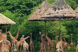 Sở Tài chính Hà Nội nói về dự án Safari Ba Vì