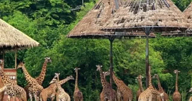 Sở Tài chính Hà Nội nói về dự án Safari Ba Vì
