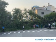 Đổ cây lớn tại trung tâm TP.HCM vào giờ cao điểm, giao thông ùn tắc nghiêm trọng