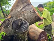 Kiểm điểm vụ hàng cây xà cừ bị cưa hạ bất thường