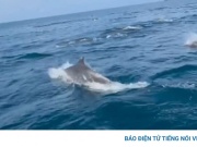 Đàn cá heo gần 1.000 con tung mình trên vùng biển Phú Quý
