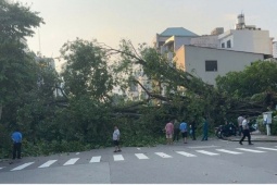 Đổ cây lớn tại trung tâm TP.HCM vào giờ cao điểm, giao thông ùn tắc nghiêm trọng
