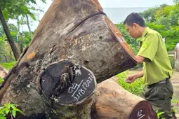 Kiểm điểm vụ hàng cây xà cừ bị cưa hạ bất thường