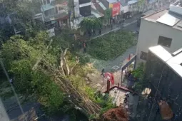 Một nam ca sĩ thoát chết trong gang tấc khi cây cổ thụ ở TPHCM đổ sập vào ô tô
