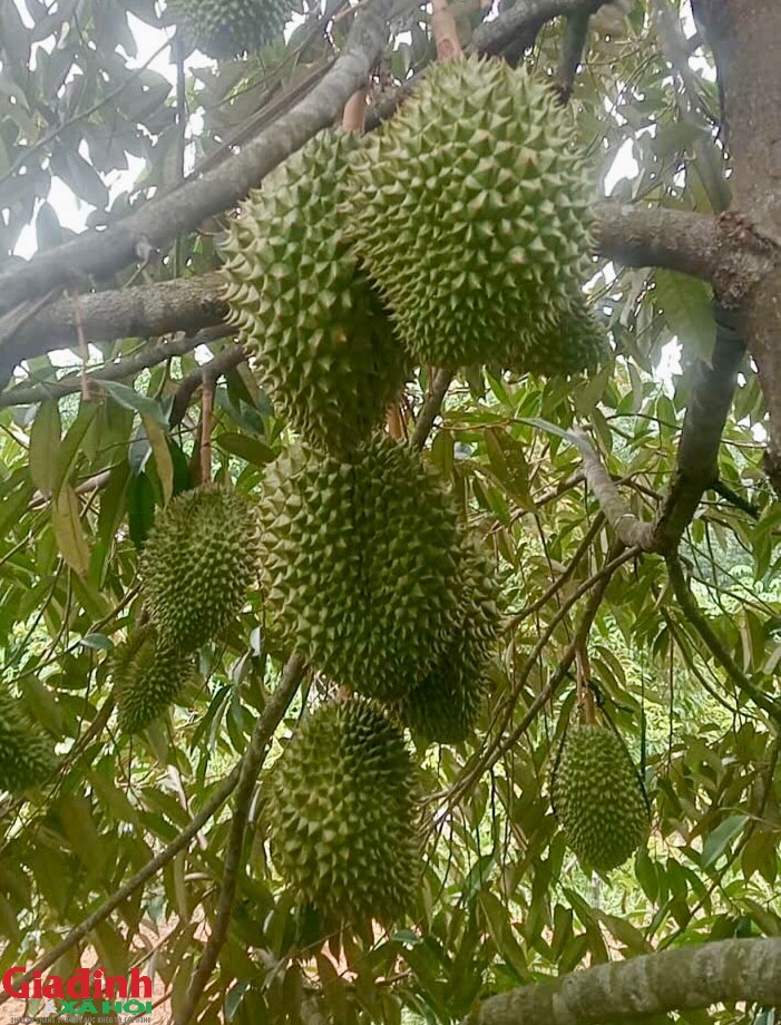 Vụ thu hoạch đầu tiên, vườn sầu riêng của anh Quýnh cho hơn 100 quả, mỗi quả nặng 2-4kg, có quả nặng hơn 6kg. Ảnh: Hùng Trần.