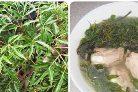 Bài thuốc chữa bệnh từ cây đinh lăng