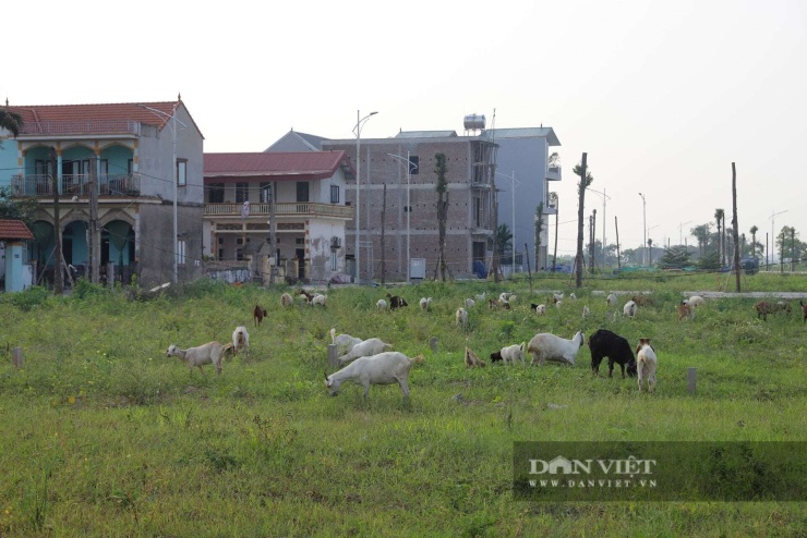 Nhiều lô đất từng được "tranh cướp" để trúng như "sao hạng A" nay vẫn là bãi đất hoang. Ảnh: Phạm Hưng