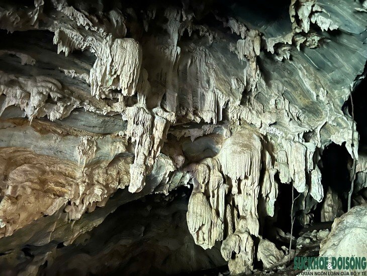 Hang động nằm sâu trong khu rừng tự nhiên ở khoảnh 4, tiểu khu 666, xã Tam Thái, Nghệ An. Ảnh: CSCC.