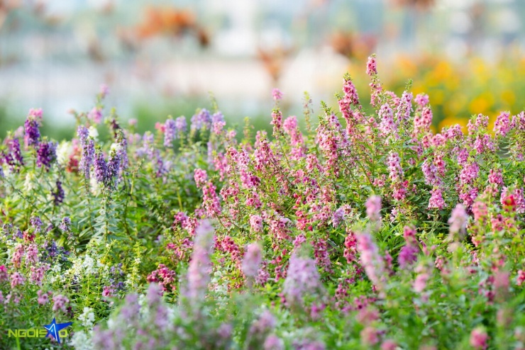 Nàng thơ 'đội nắng' săn ảnh bên thảm hoa violet Nhật nở rộ - 2
