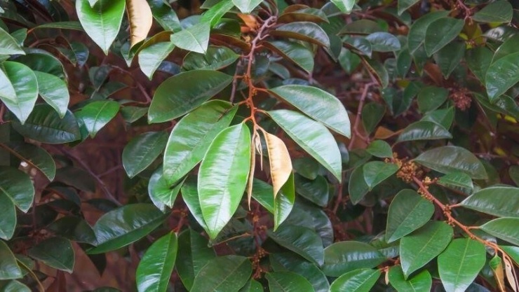 Lá vú sữa được dùng trong dân gian để hỗ trợ một số vấn đề tiêu hóa, trong đó có đau dạ dày