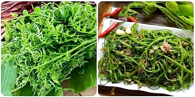 Rau dớn còn là một vị thuốc dân gian giàu dinh dưỡng với nhiều công dụng tuyệt vời cho sức khỏe.