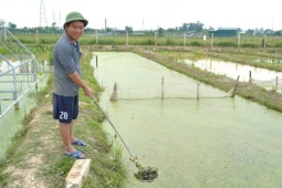 Nông dân một xóm ở Nghệ An rủ nhau nuôi ốc bươu đen, chỉ cần cho ăn lá cây, rau củ mà thu về nhiều tỷ đồng