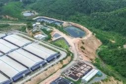 Xử phạt loạt trang trại nuôi gần 80.000 con lợn