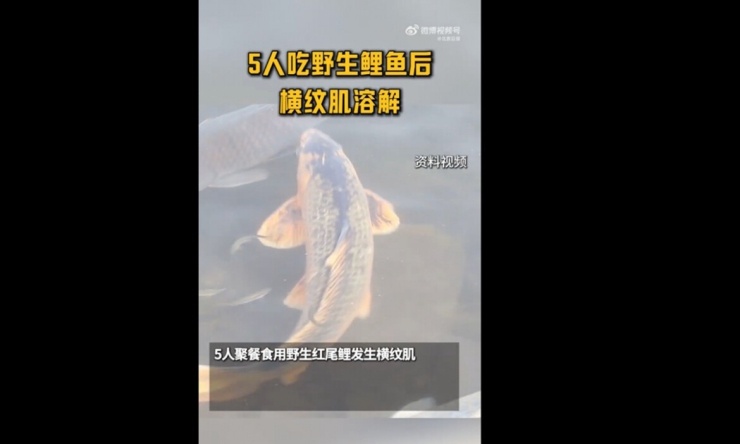 Hình ảnh loại cá chép gây bệnh trên Sina Weibo